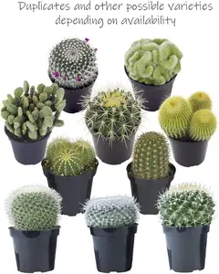8-Pack Assorted Live Succulent Plants, Houseplant Gifts for Enthusiasts, Potted in Cactus Soil Potting Mix, Indoor Garden Supplies for Home Improvement