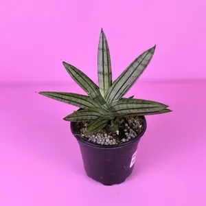 Sansevieria Fat Man 4” | Rare Snake Plant | Easy Houseplant