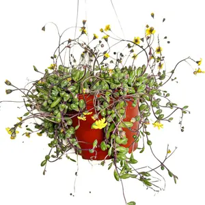 6” Ruby Necklace Succulent, Live Houseplant, Indoor Plant