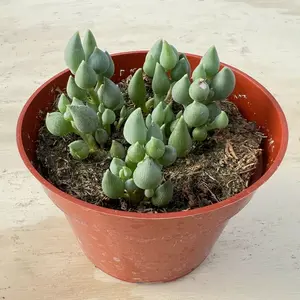 Live Fresh Senecio Citriformis Succulent Plant, Fully Rooted in 4'' Planter Pot