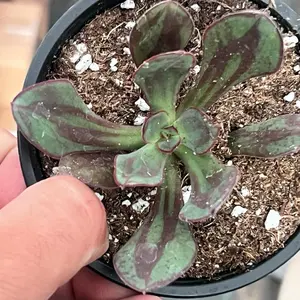 Echeveria Nodulosa | Live Succulent Plant for Home & Garden | 4”