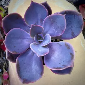Echeveria 'Perle Von Nurnberg' Succulent (2 inch)