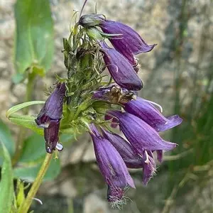 10 Penstemon whippleanus seeds | Dusky Penstemon  Seeds