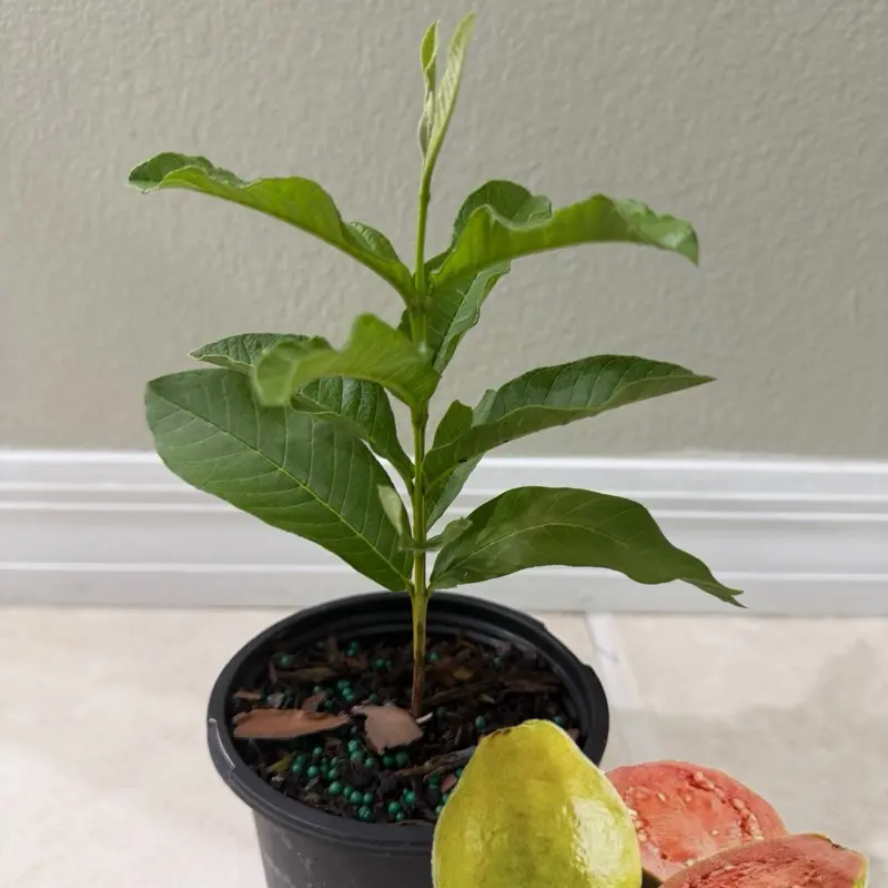 Combos de 3 árboles frutales vivos en maceta de 1/4 de galón miden entre 8 pulgadas y 12 pulgadas de alto en maceta De 1/4 no se envían a los estados CA TX MS AZ LA TAMPOCO PUERTO RICO AND NINGUNA ISLA
