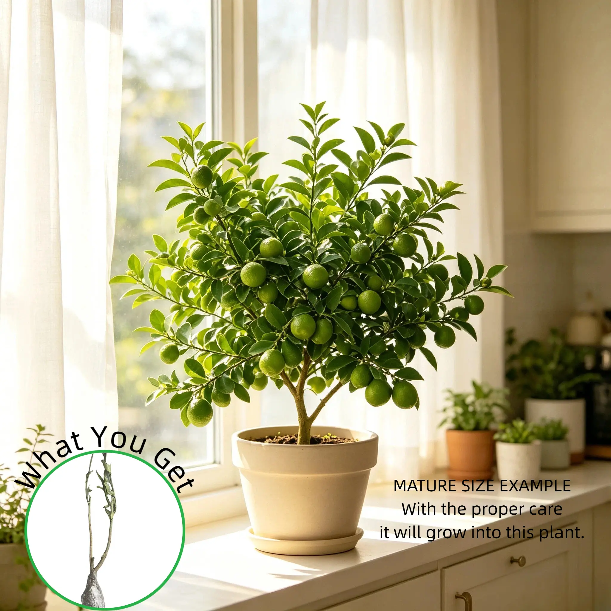 Live Bare Root Calamansi Tree Sapling, Cold Hardy Mini Lime Bearing Citrus, Hobby Gardeners for Home Outdoor Garden & Container Growing