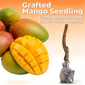 Live Mango Tree Sapling | Dwarf Fruit Tree | Easy to Grow Indoor Outdoor Garden Plant