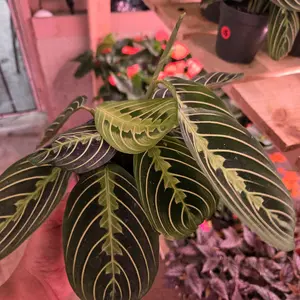 Maranta