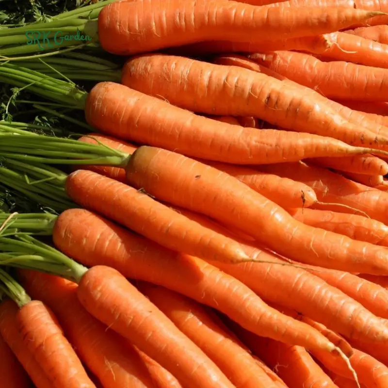 Carrot Seeds - Tendersweet | 150 seeds Carrot Seeds - Tendersweet | 150 seeds