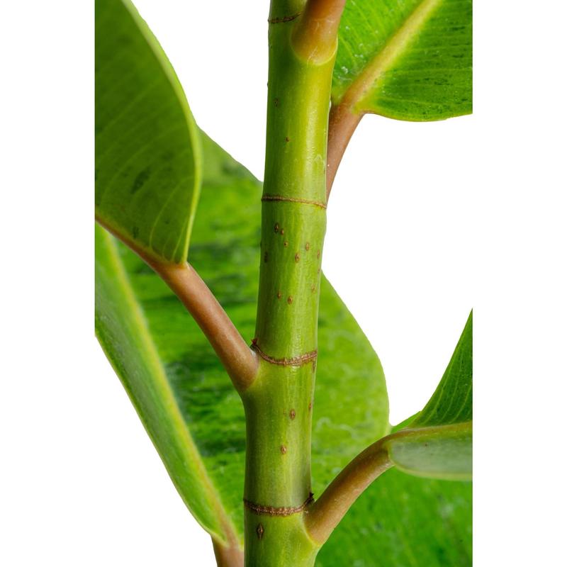 Grower's Choice Ficus Tree | large