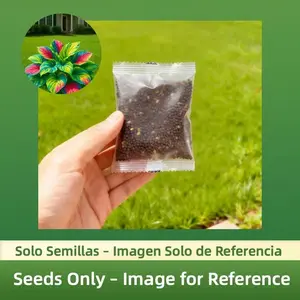 800pcs Flower Seeds – Vibrant Foliage Plants for Garden Beds, Borders & Containers