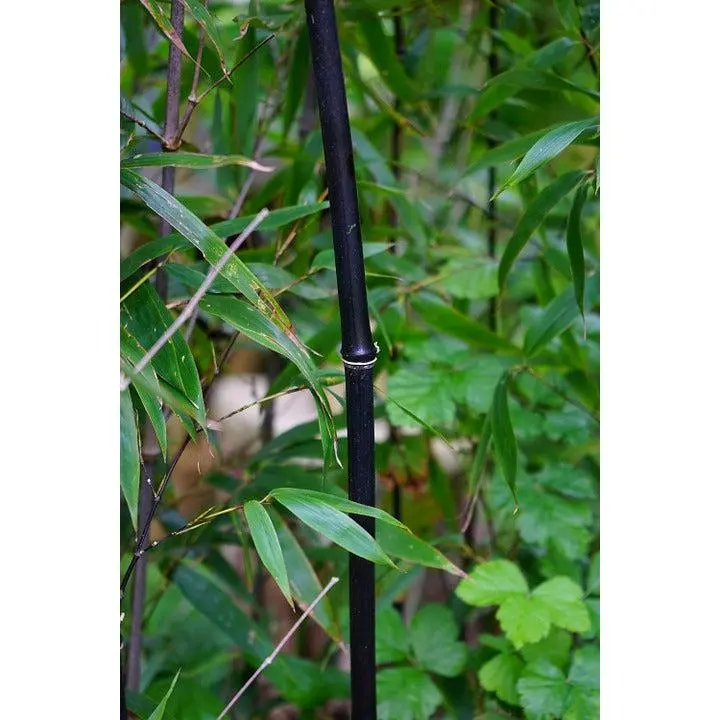 Organic Black Bamboo Seeds