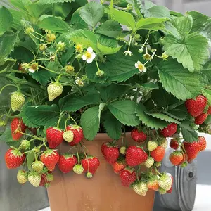 800+ Giant Strawberry Seeds - Sweet Juicy & Easy to Grow for Year-Round Harvest - All Seasons - Cold Stratification for Better Germination - Ideal Growing Conditions - Non-GMO Premium Seeds