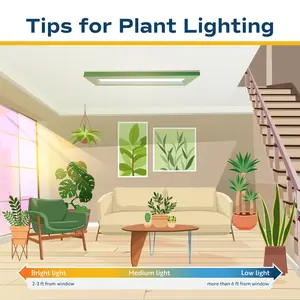 Houseplant Collection | medium