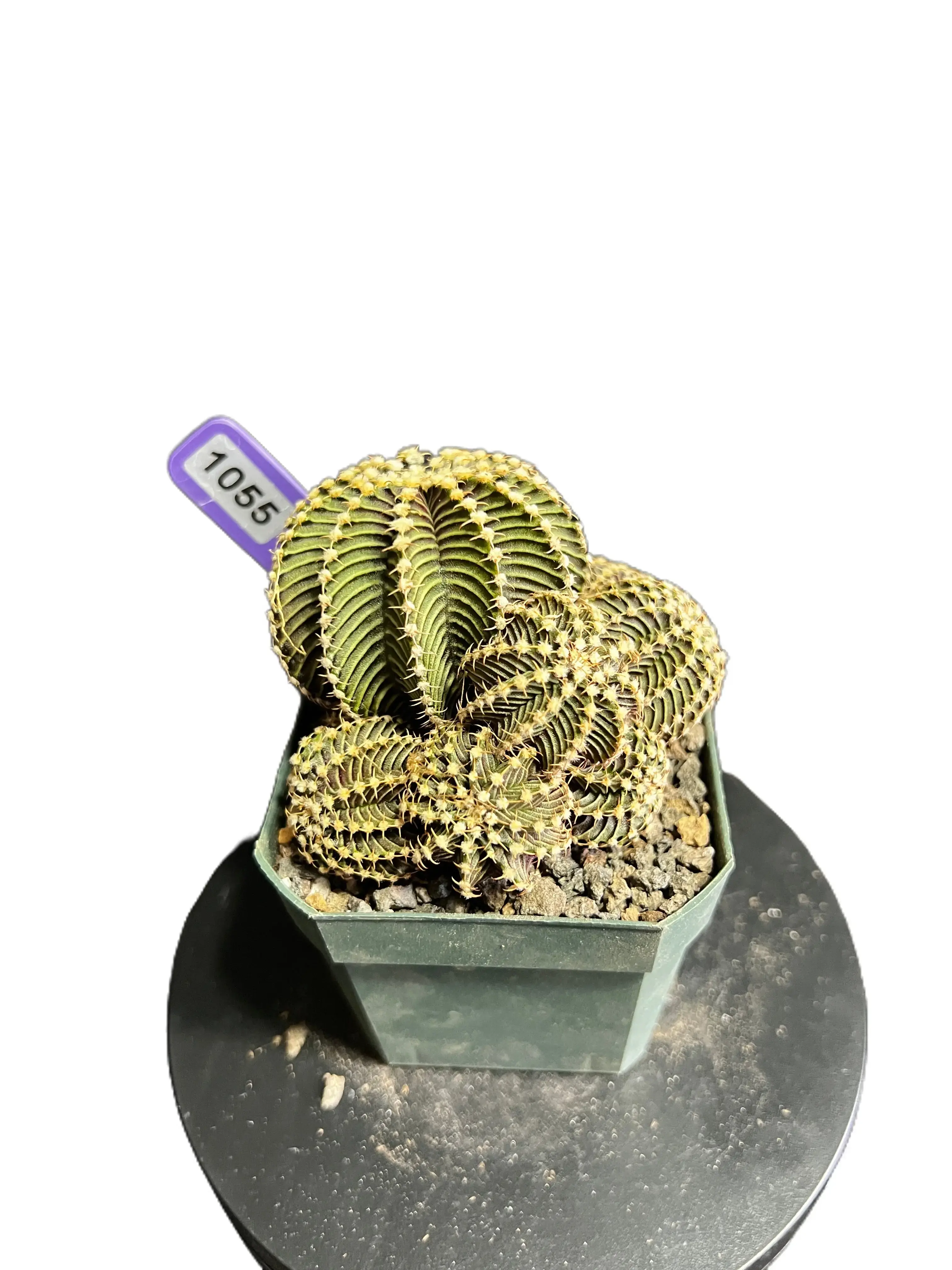 Gymnocalycium cv. VOS 9R001 Live Cactus, Potted Succulent Plant for Home Garden Decoration