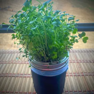 Hydroponic MicroGREENS Grow Kit; for WIDE Mouth Mason Jars! Organic Seeds Included! Healthy Garden Gift! Jar not included