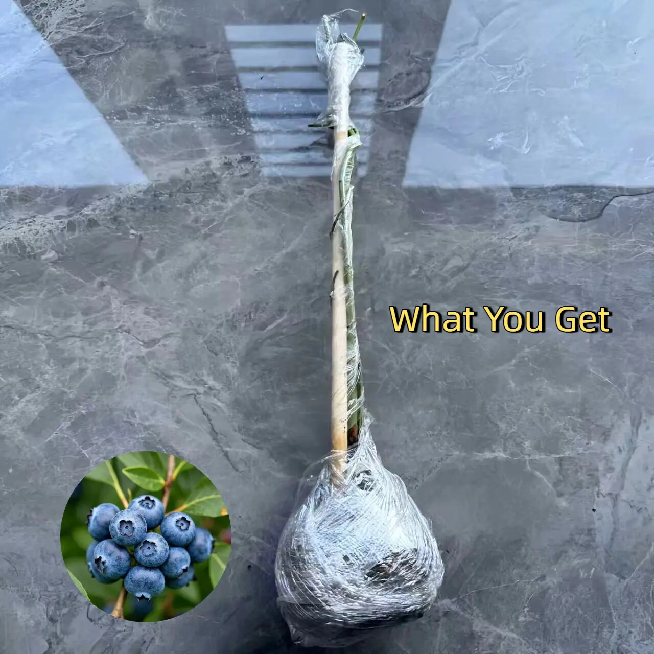 1 Bare Root Plant