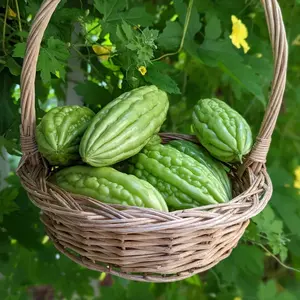 Heirloom Bitter Melon Seeds – Non-GMO Bitter Gourd Vegetable for Healthy Cooking – High-Yield, Antioxidant-Rich, Helps Manage Blood Sugar & Cholesterol