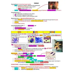 NAVLE Mastery Bundle: Comprehensive Vet School Notes & NAVLE Prep Guide - Ace Your Veterinary Exams