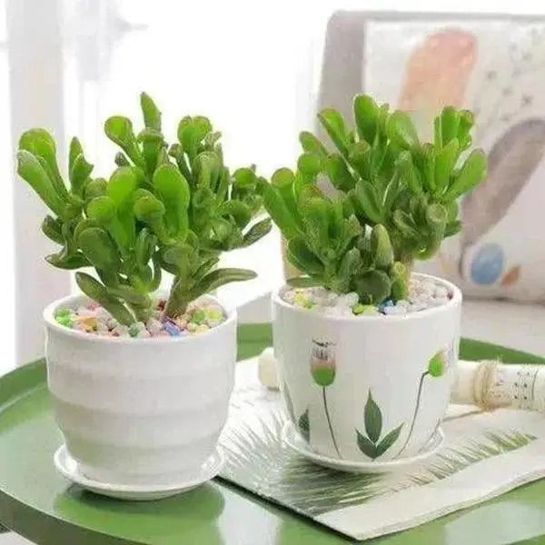 500 Pcs Jade Money Tree Succulent Seeds - Luck Symbol Indoor Garden Plant, Thick Glossy Leaves, Easy Care, Drought-Resistant, Ideal for Pots & Garden Display, Money Tree Seeds