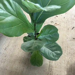 6” Fiddle Leaf Fig