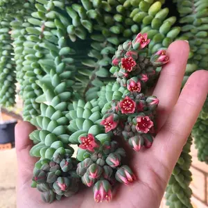 Burro's Tail - Live Starter Plants in 2 Inch Pots - Sedum Morganianum - Drought Tolerant Indoor Outdoor Easy Care Succulent Houseplant