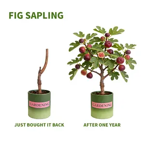 Fig Tree Seedling - Dense Roots, High Survival Rate, Seedless & Sweet - with Nutrient Soil for Beginner Gardening