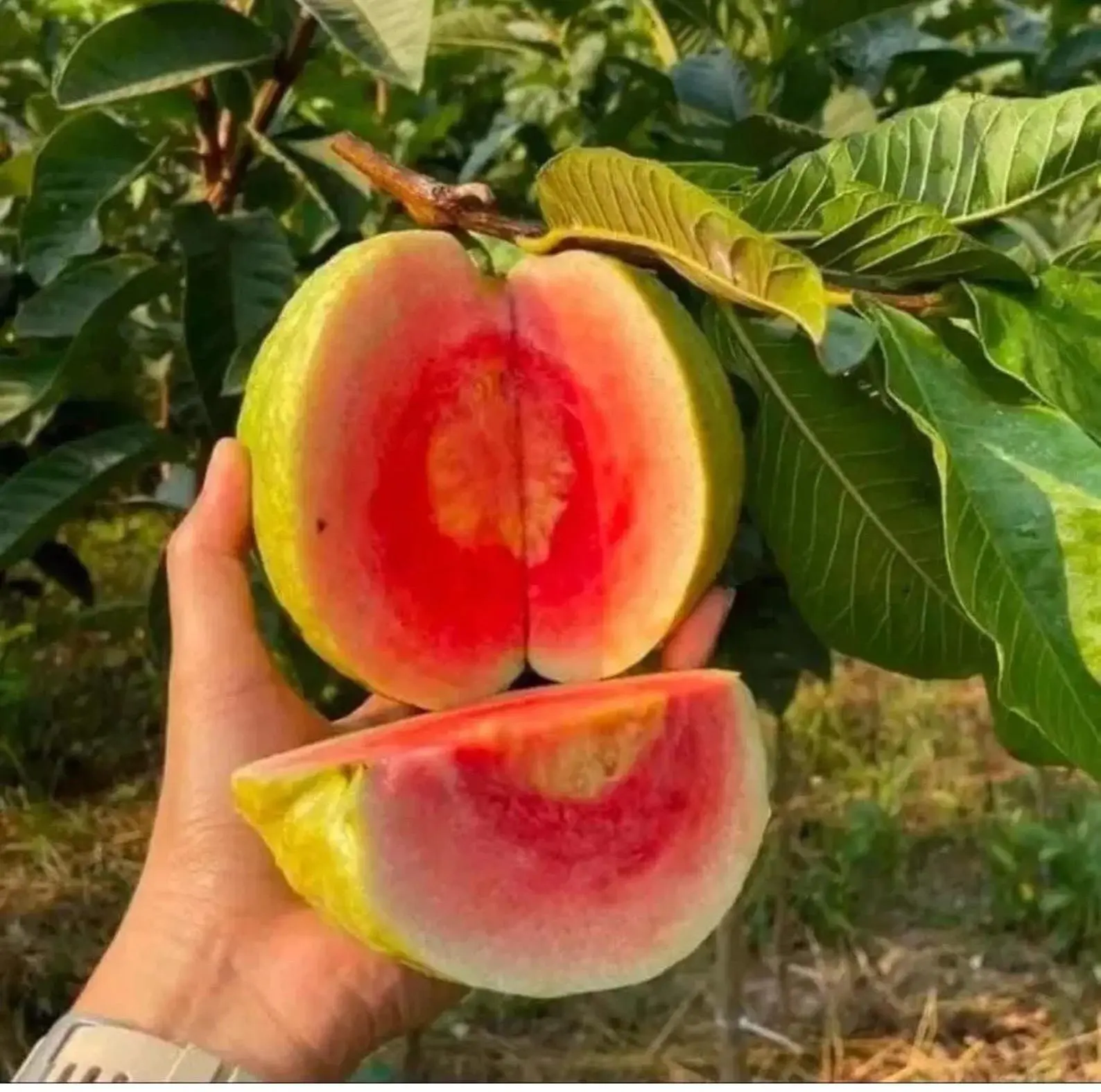 Supreme Ruby Guava from Taiwan Live Fruit Tree 12 inches-2 feet Psidium ...
