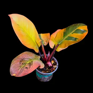 Variegated Black Cardinal Philodendron - Very Hard to come by - US Seller (June-4-07)