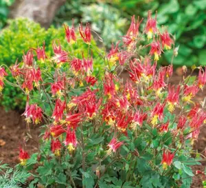 Columbine EASTERN RED Perennial PartShade Attracts Pollinators  200 Seeds