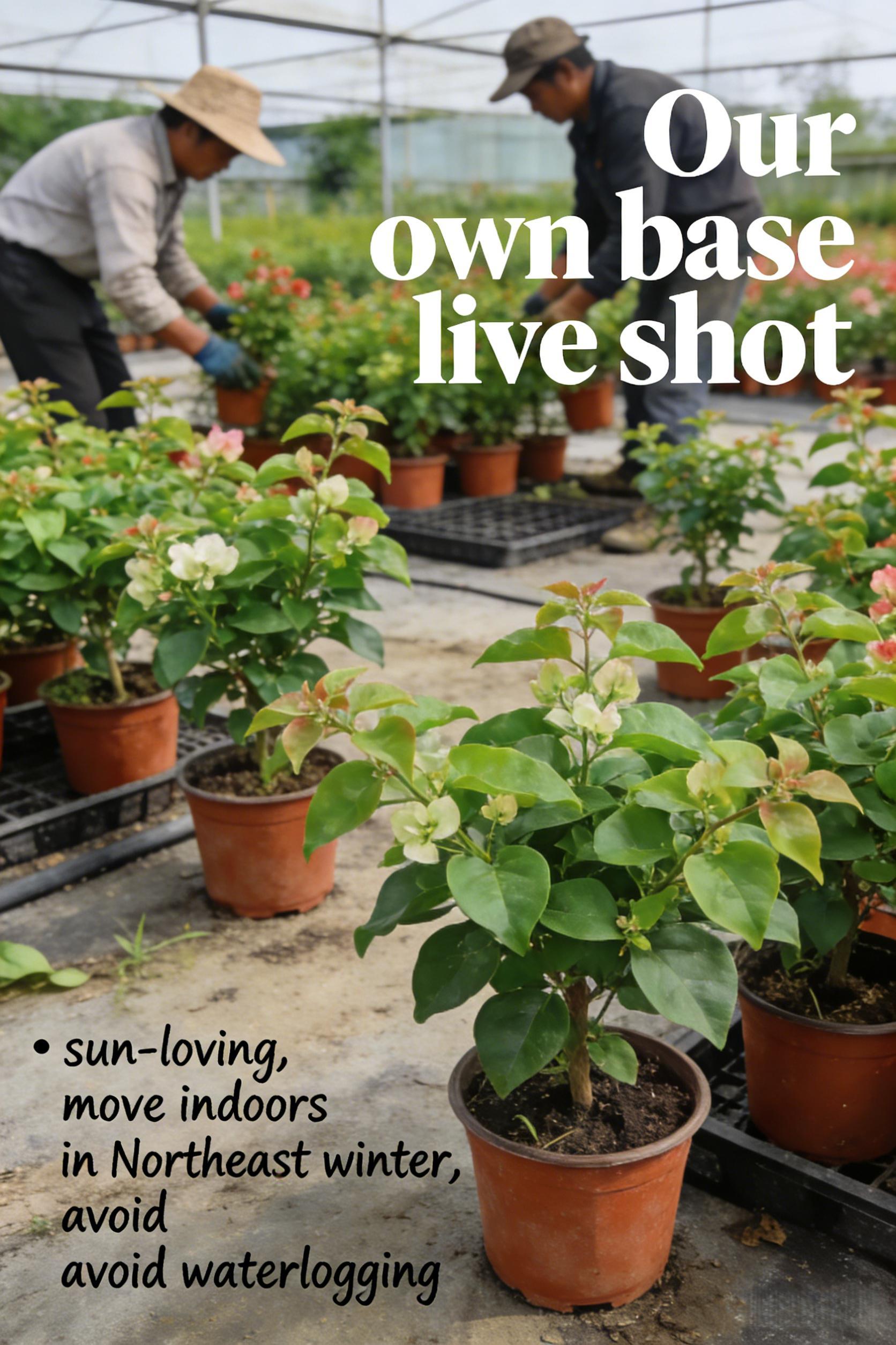 Bougainvillea Seedlings — A Vividly Colored Shrub and Easy-to-Care-for Garden Plant