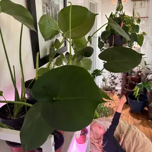 Monstera deliciosa 4” pot