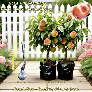 Homegrown Peach Tree – Live Plant, Sweet & Juicy, Perfect Gift for Garden Lovers, Bare Root