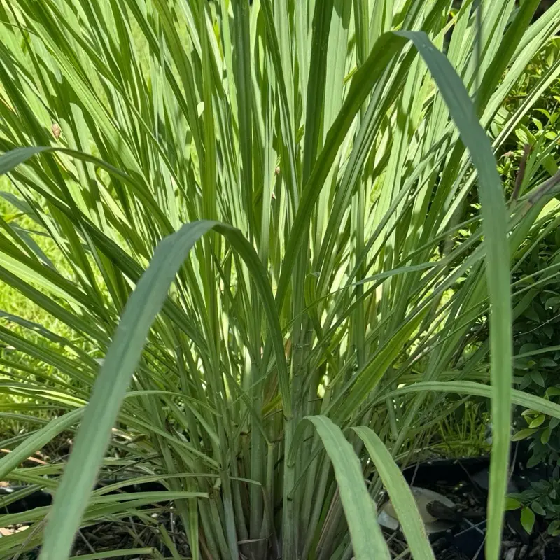 Fèy sitronèl natural,leaves  citronella natural