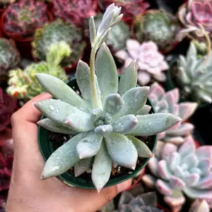Pachyphytum Hookire 4” Pot - Fleshy Silver-Blue Rosette with Pointed Leaves, Native to Mexico, Easy to Care for, Requires Bright Sunlight