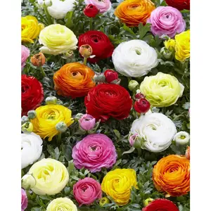 Double Dutch Buttercup Mixed Perennial Flower 15 Bulbs - Magnificent Brightly Colored Double Blossom Rose-Like Flowers - Variety Ranunculus Pack - 1000's Sold
