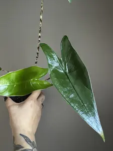 Alocasia Zebrina — Iconic Zebra-Stem Alocasia | Bold Indoor Statement