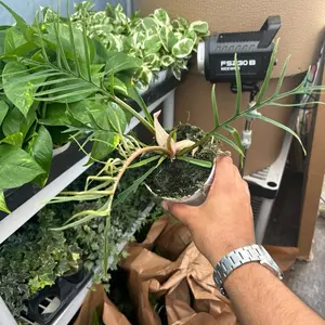 Philodendron Tortum - 4” Plant Rare