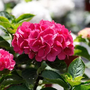 Bright Pink Hydrangea Seeds – 200+ Seeds per Pack for Stunning Garden Blooms