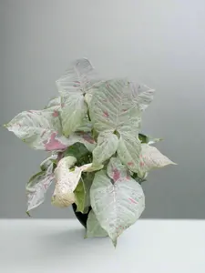 Syngonium 'Milk Confetti'