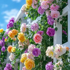 1000 Mixed Color Climbing Rose Seeds for Planting – Bush Perennial Shrub Heirloom Open Pollinated Flower Plant Seeds