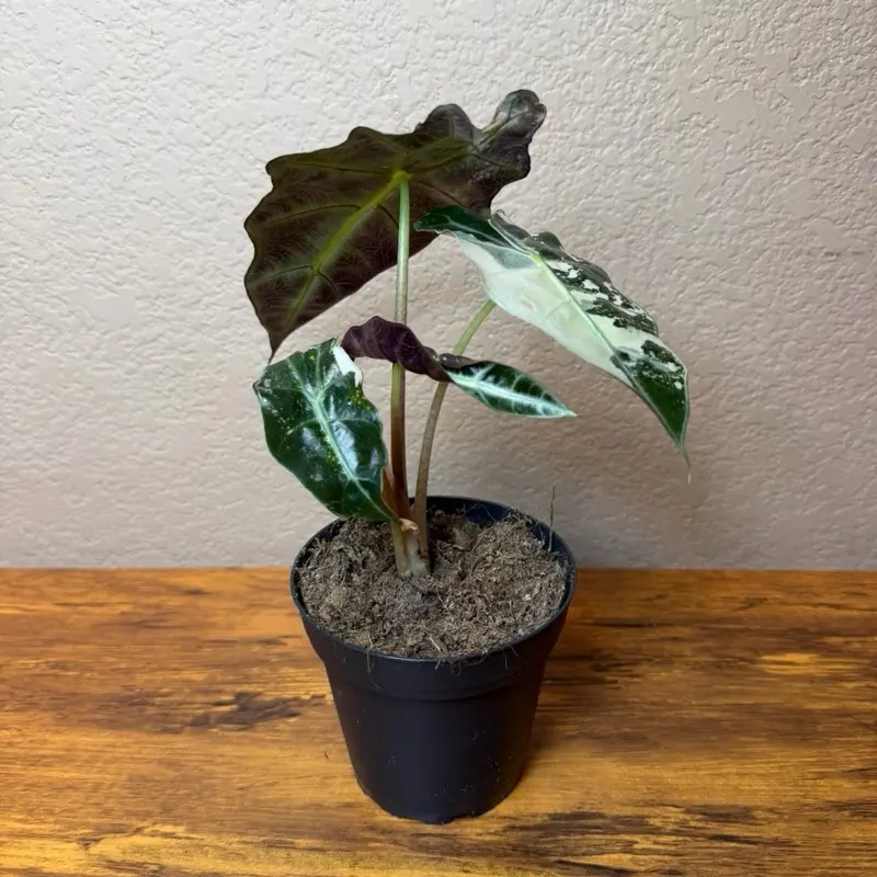 Alocasia Pink Polly Decorative Houseplant - 4in Pot, Compact, Easy to Care for, Ideal for Beginners, Enhances Any Decor, Aesthetic Office Desk Accent, Natural Look, Office Desks