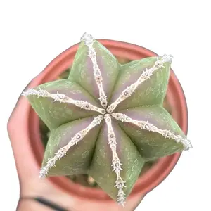 Mexican Fence Post Cactus Plant | 4”