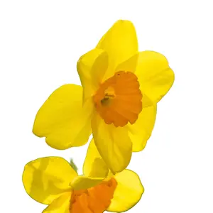 20000 Showy Evening Primrose Seeds (Pink), easy to grow and low maintenance flower seeds, native wildflowers for pollinators