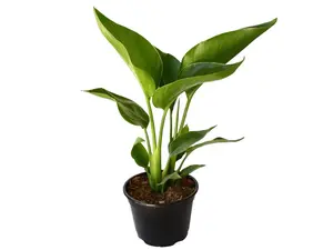 Birds of Paradise  6” Potted Live Plant - White Blooms