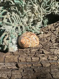Snakeskin Turbo with Operculum - Turbo sarmaticus