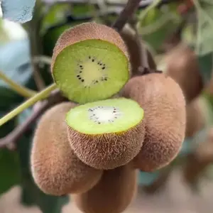 100 Kiwi Fruit Seeds - Grow Your Own Fresh Juicy Kiwi Vines at Home - Spring Planting - Unique Color Shift - Perennial Shrubs - Large Showy Blooms - Versatile Landscaping Plant
