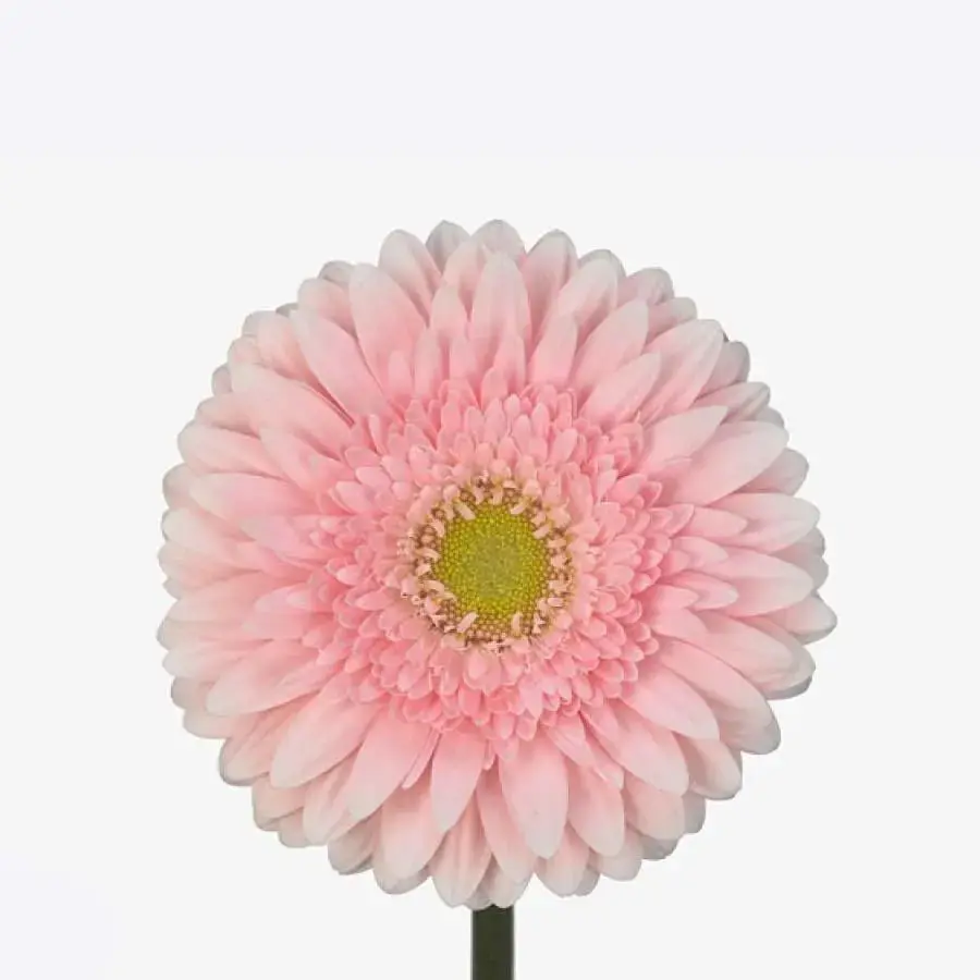 Gerber Fem - 50 Stem Bunch