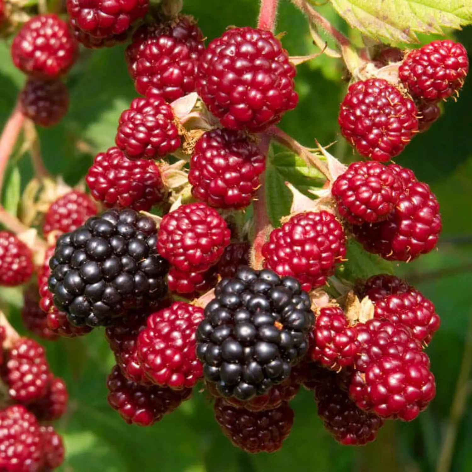 100pcs Organic Non-GMO Heirloom Raspberry Mix Seed Garden Pack - Bulk Pack for Healthy, Self-Reliant Outdoor Grow, Full Sun Home Garden Planting