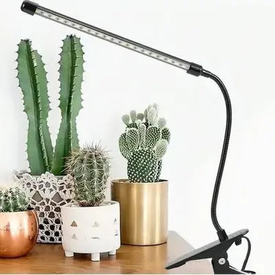 olivenbaum mediterraner garten Olivenbaum 50 Jahre alt  toskanagartenshop
