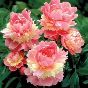 99 double petal peony seeds, used for planting, non genetically modified, perennial flower seeds, drought resistant, outdoor garden peony plant seeds